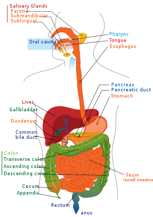 digestive system diagram. from Digestive system)