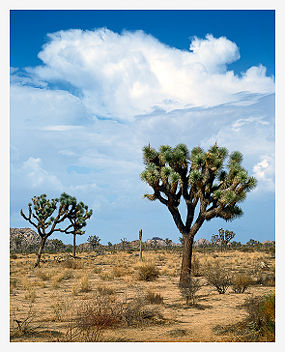 Mojave Desert scene in Joshua Tree National Park.