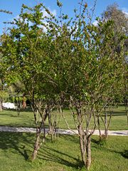 Pomegranate tree
