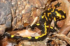 Fire Salamander (Salamandra salamandra)