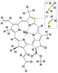 Common structure of chlorophyll c1, and c2
