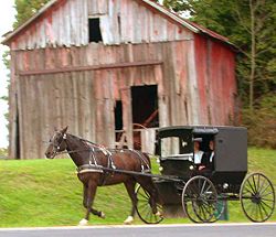 Amish couple in their buggy
