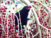 Unlike most cuckoos, the Asian koel is mostly frugiverous.