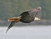 Bald Eagle of subspecies H. l. washingtoniensis in flight, Alaska