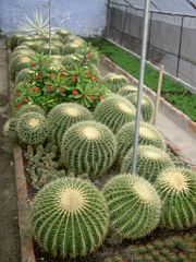 Cacti grown in Kalimpong.