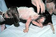 Puppy with Scabies (Sarcoptic mange)