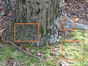 Two different types of mosses (and a lichen, in the smallest box) surround this tree trunk.