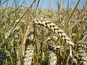 Wheat, an economically important monocot.
