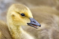 Canada goose gosling