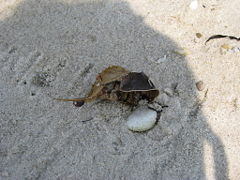 Horseshoe crab molting