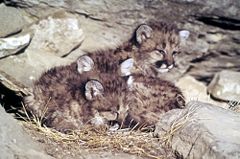 Cougar kittens
