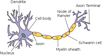 Image:Neuron.svg