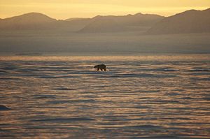 A polarbear on Greenland's eastern coast