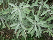 Sage leaves - first variety