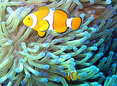Common clownfish (Amphiprion ocellaris) in their magnificent sea anemone (Heteractis magnifica) home.
