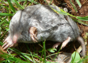 Mole