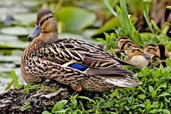 Female mallard duck and ducklings.