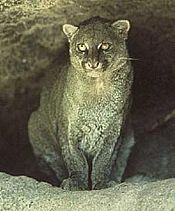The Jaguarundi is a medium-sized wild cat that is closely related to the much larger and heavier cougar.