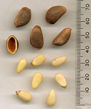 Korean Pine nuts—unshelled, and shell, above; shelled, below