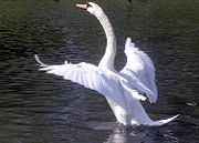 Mute swan