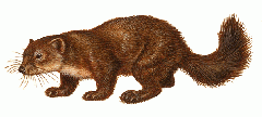 Sable, a type of marten