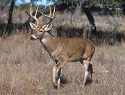 White-tailed deer, Odocoileus virginianus