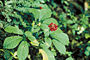 Panax quinquefolius foliage and fruit