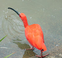 Scarlet ibis