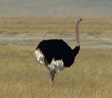 Male Masai Ostrich(Struthio camelus massaicus)
