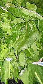 The leaves of turnips are also eaten as "turnip greens"