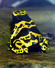 The yellow-banded poison dart frog Dendrobates leucomelas illustrates aposematic coloration.