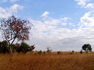 A Zambian field