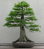 Formal upright style cypress
