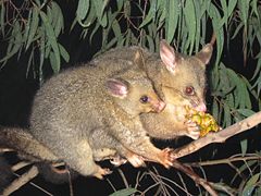 Common brushtail possum(Trichosurus vulpecula)