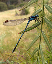 A damselfly (Coenagrionidae)