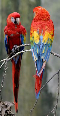 Two scarlet macaws
