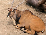 Giant Eland, Taurotragus derbianus