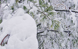 Heavy snow on pine tree