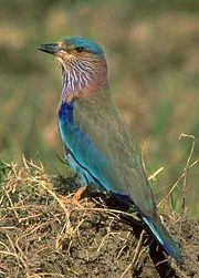 The state bird, Indian Roller