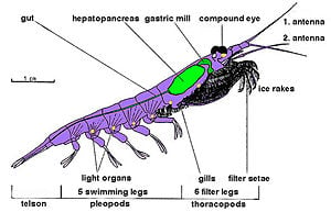 Krill - New World Encyclopedia