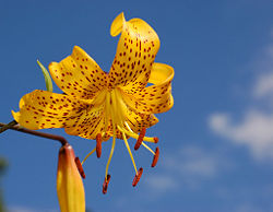 Lilium "Citronella."