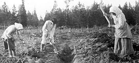 Peasants in the fields. Many Finns were agrarian workers and crofters, who had no political influence in the class society that existed before the parliamentary reform in 1906.