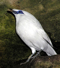 The Bali Starling lives only on Bali. As few as six may exist in the wild.