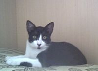 Cat on Mat (Picture 1)