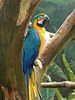 Blue-and-gold Macaw
