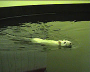 Laboratory rat in a water maze experiment