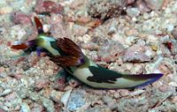 Nembrotha chamberlainiSipadan, Malaysia