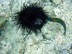 Saddle Wrasse, Thalassoma duperrey, is feeding on sea urchin