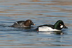 Common goldeneye couple, male on the right.