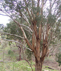 A Eucalyptus tree